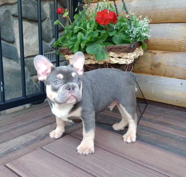 Benji