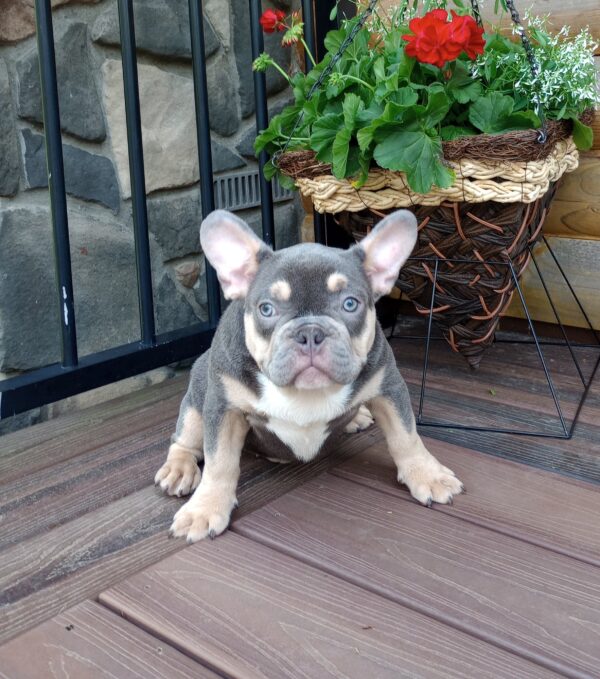 Benji - Image 3