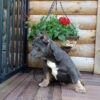 Brody - Image 3