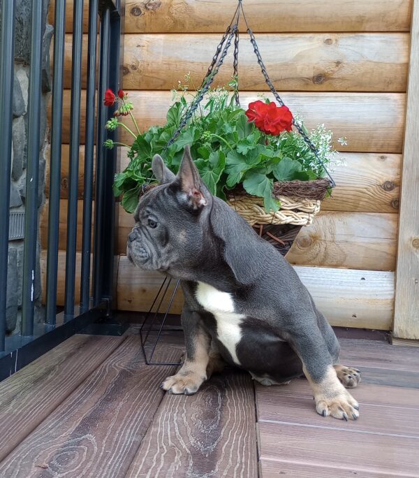 Brody - Image 3