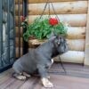 Brody - Image 6