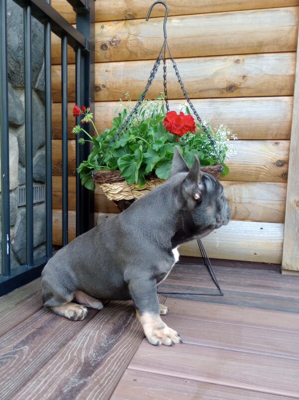 Brody - Image 6