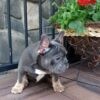 Brody - Image 2