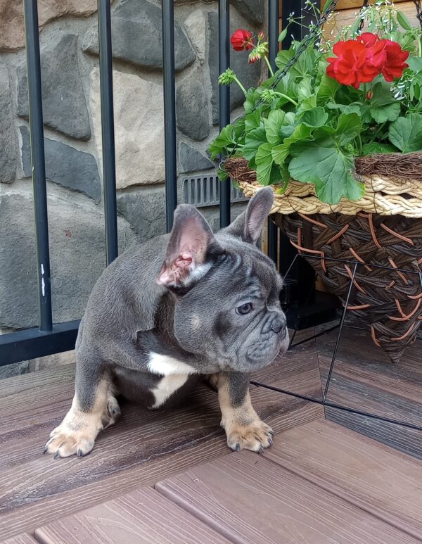 Brody - Image 2