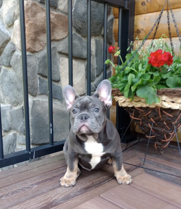 Brody