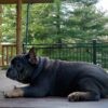 Brody - Image 4