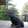 Brody - Image 5