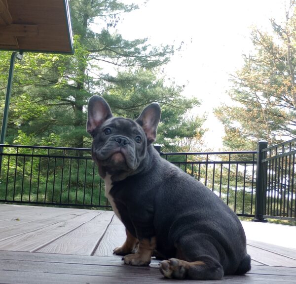 Brody - Image 5