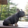 Brody - Image 7