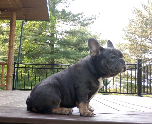 Brody - Image 7