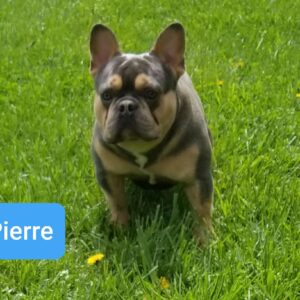 French Bulldogs