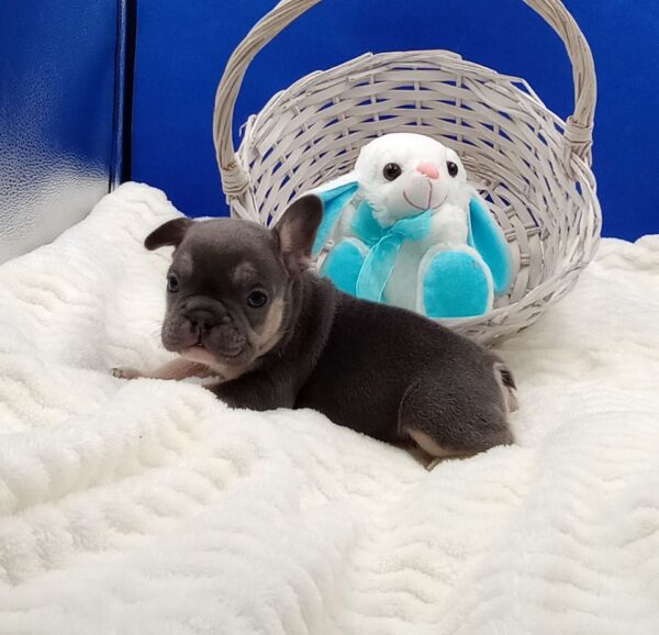 French bulldog puppy, Frenchies for sale, Puppies for sale, Puppies for adoption, Frenchie puppies for adoption, Frenchie breeder, Frenchie breeder near me, Lovable puppies for sale, Adorable puppies for sale,