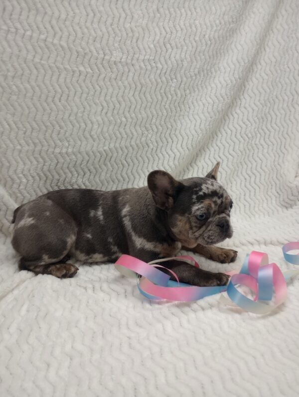 French bulldog puppy, Frenchies for sale, Puppies for sale, Puppies for adoption, Frenchie puppies for adoption, Frenchie breeder, Frenchie breeder near me, Lovable puppies for sale, Adorable puppies for sale,