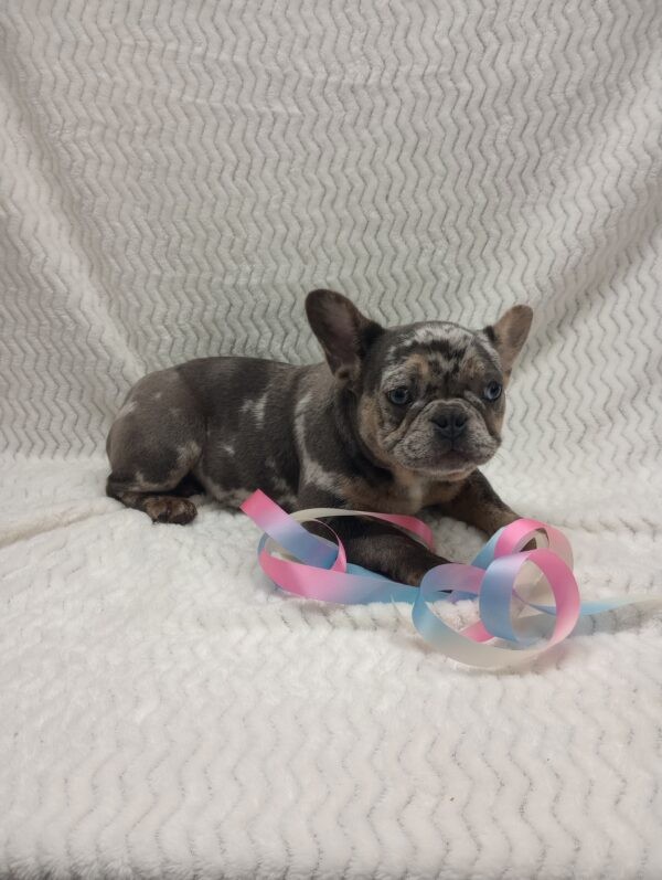 French bulldog puppy, Frenchies for sale, Puppies for sale, Puppies for adoption, Frenchie puppies for adoption, Frenchie breeder, Frenchie breeder near me, Lovable puppies for sale, Adorable puppies for sale,