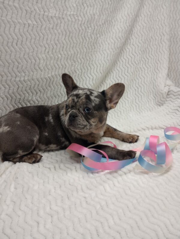 French bulldog puppy, Frenchies for sale, Puppies for sale, Puppies for adoption, Frenchie puppies for adoption, Frenchie breeder, Frenchie breeder near me, Lovable puppies for sale, Adorable puppies for sale,