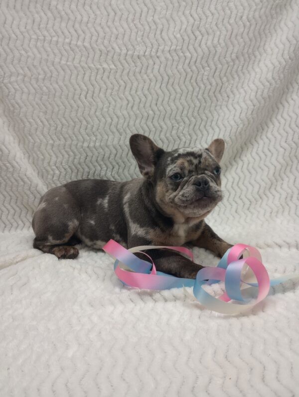 French bulldog puppy, Frenchies for sale, Puppies for sale, Puppies for adoption, Frenchie puppies for adoption, Frenchie breeder, Frenchie breeder near me, Lovable puppies for sale, Adorable puppies for sale,