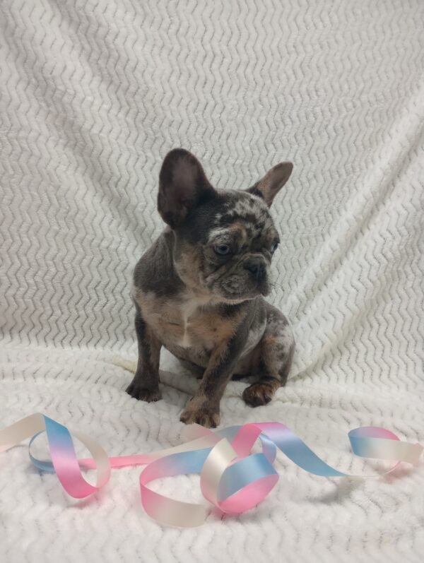 French bulldog puppy, Frenchies for sale, Puppies for sale, Puppies for adoption, Frenchie puppies for adoption, Frenchie breeder, Frenchie breeder near me, Lovable puppies for sale, Adorable puppies for sale,