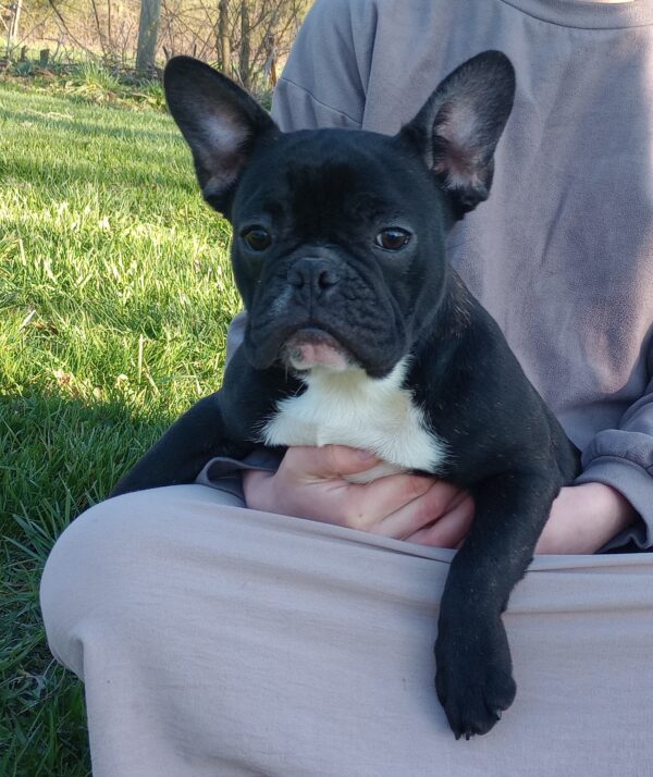 Abby - Image 2