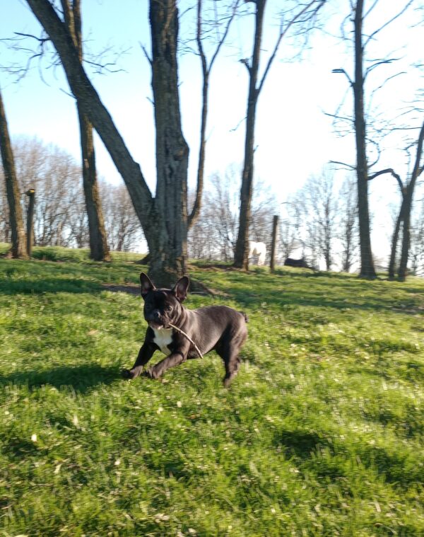 Abby - Image 4