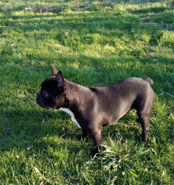 Abby - Image 3
