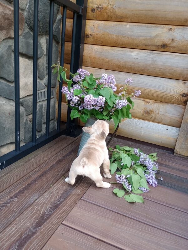 Emmie - Image 3