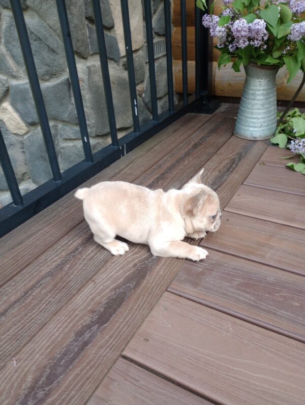 Emmie - Image 5