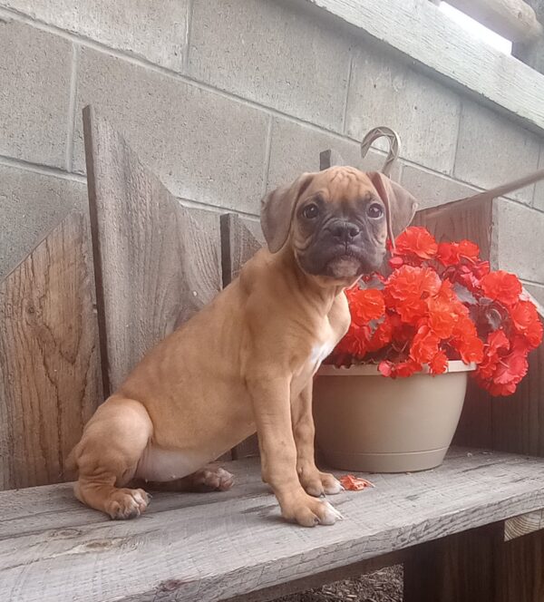 Briar - Image 4