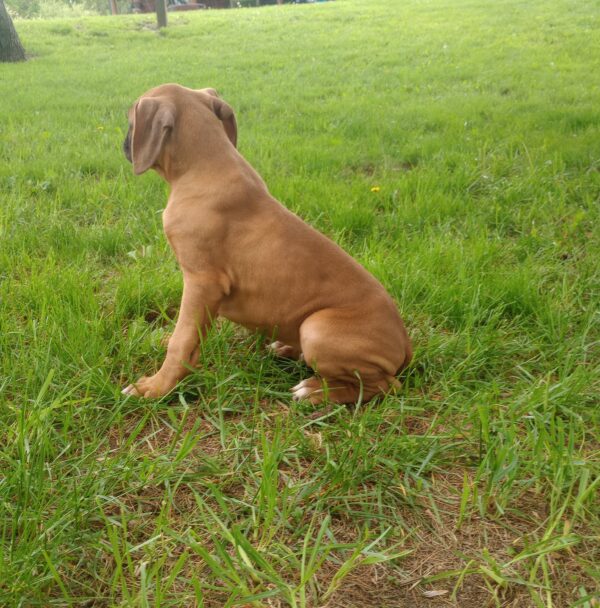 Briar - Image 2