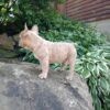 Dave - Image 2