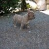 Dave - Image 5