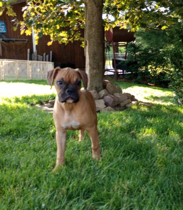 Bella