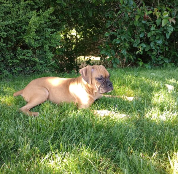 Bella - Image 3