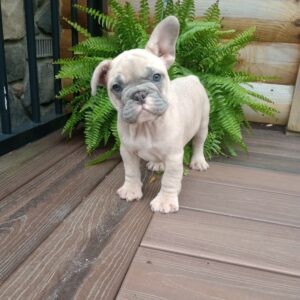 Dora