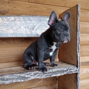 Cooper