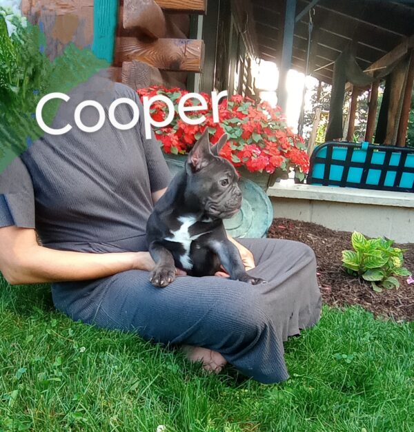 Cooper - Image 2