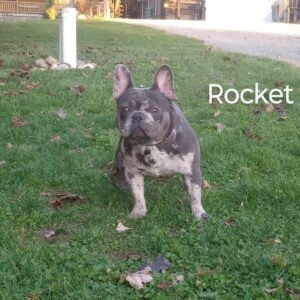 Rocket