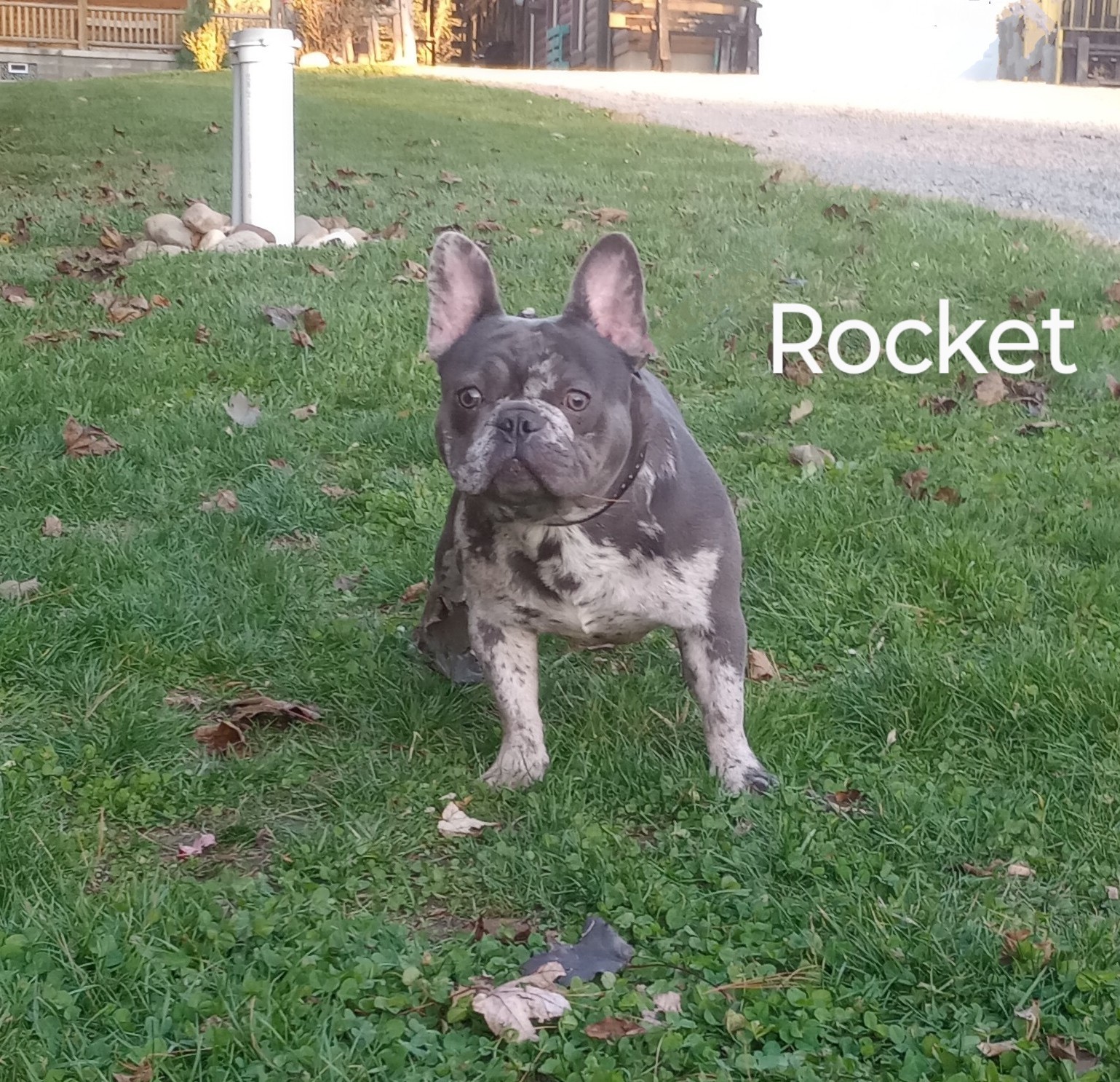 Rocket